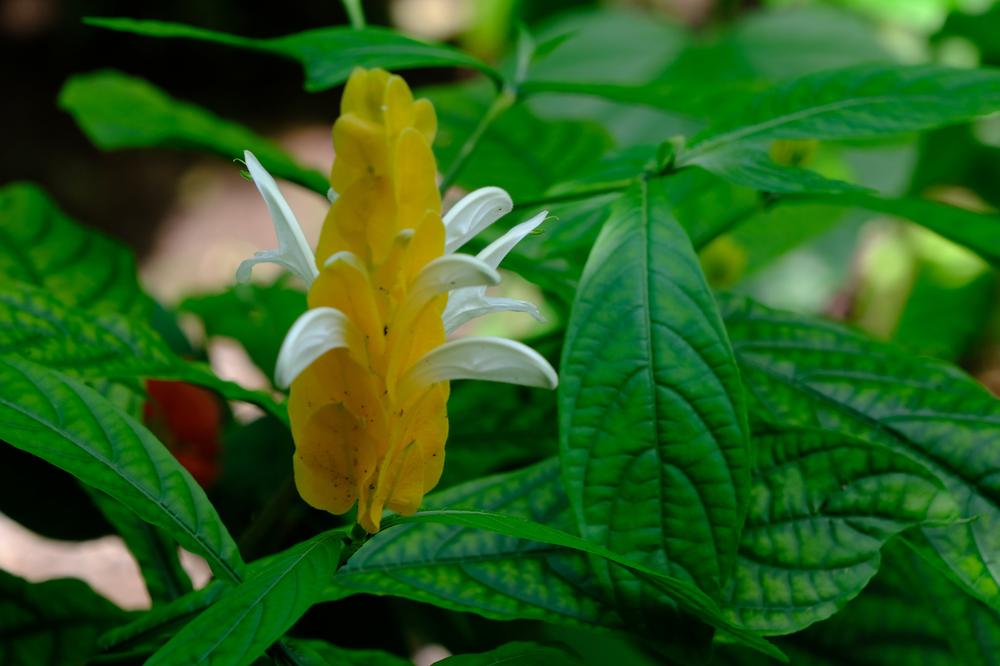 image COSTARICA_023.jpg