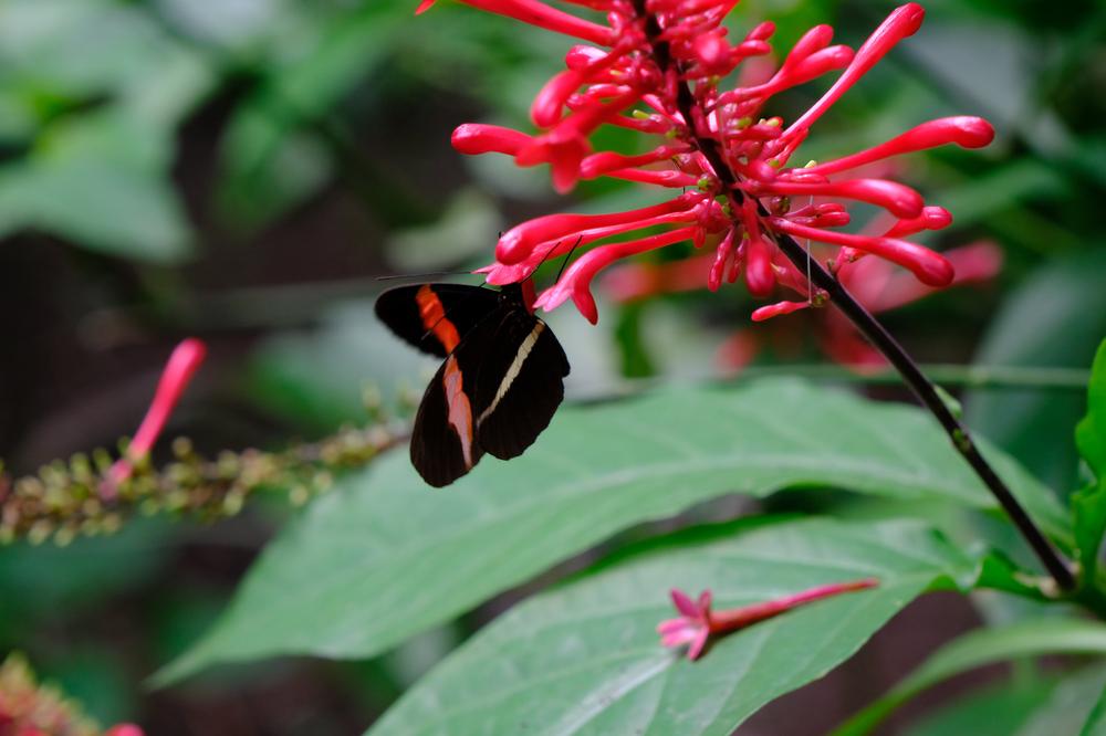 image COSTARICA_024.jpg