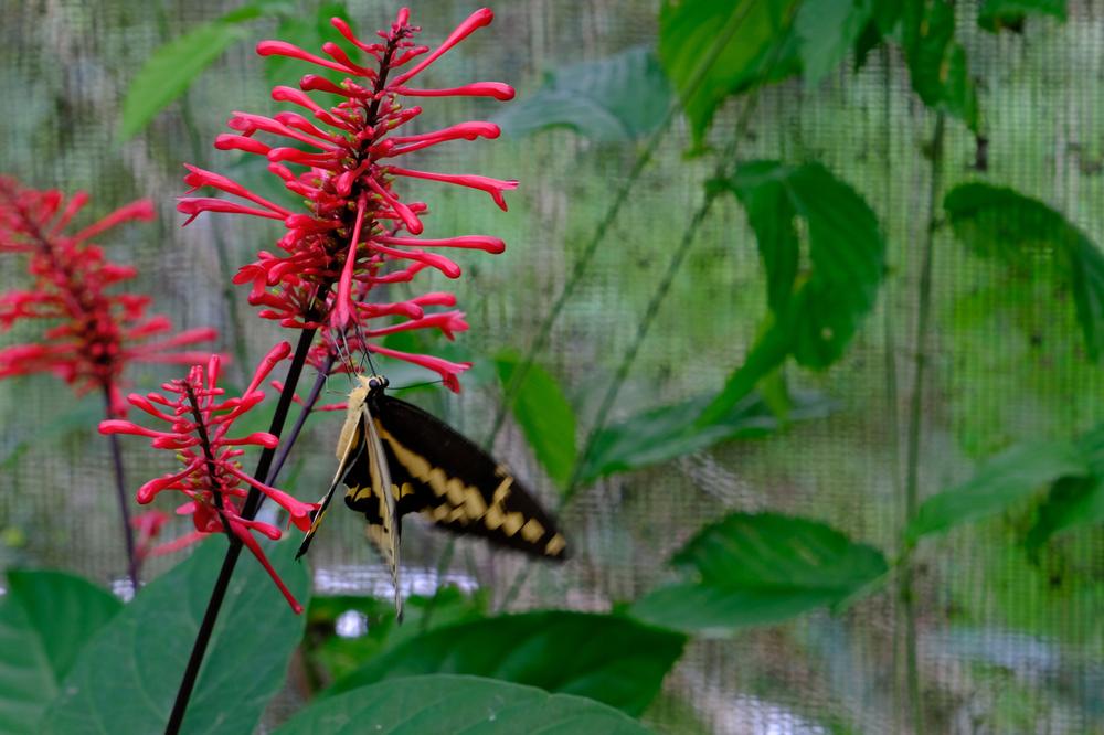 image COSTARICA_025.jpg