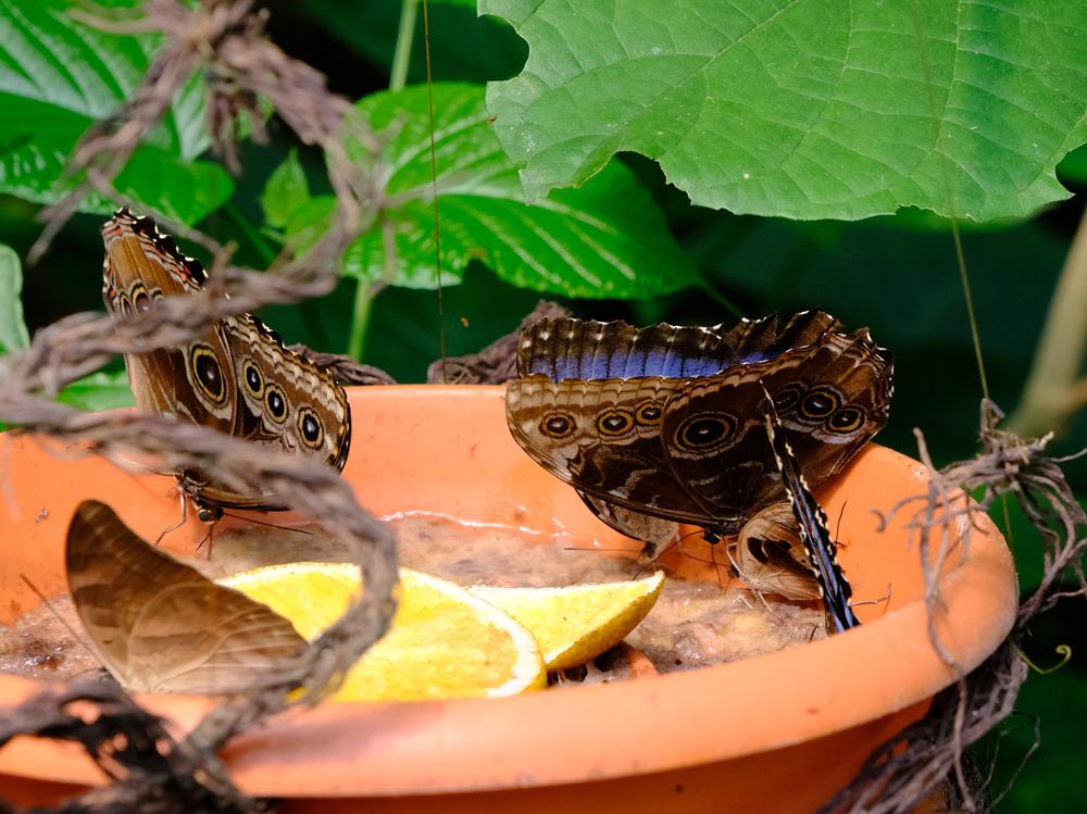 image COSTARICA_026.jpg