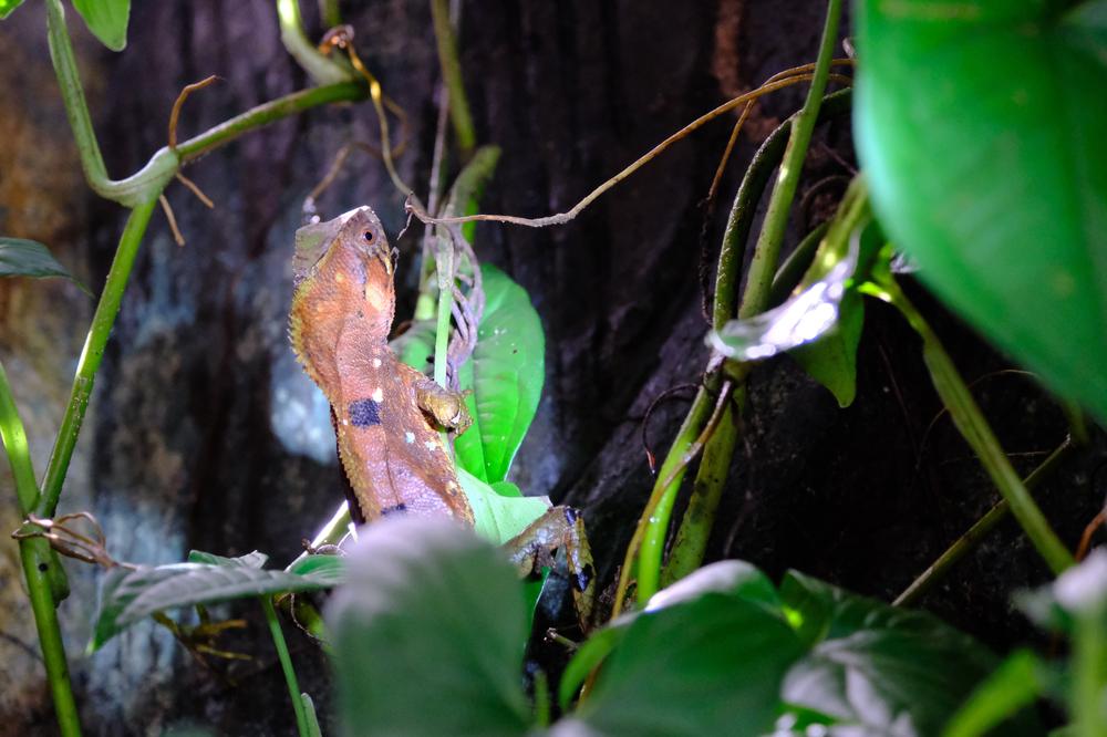 image COSTARICA_028.jpg