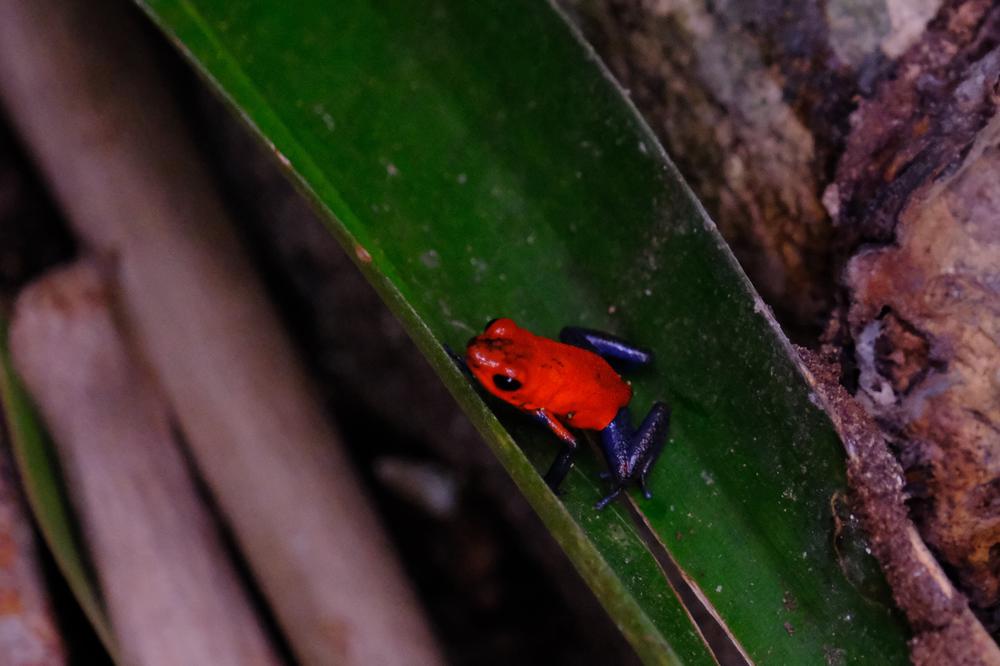 image COSTARICA_029.jpg