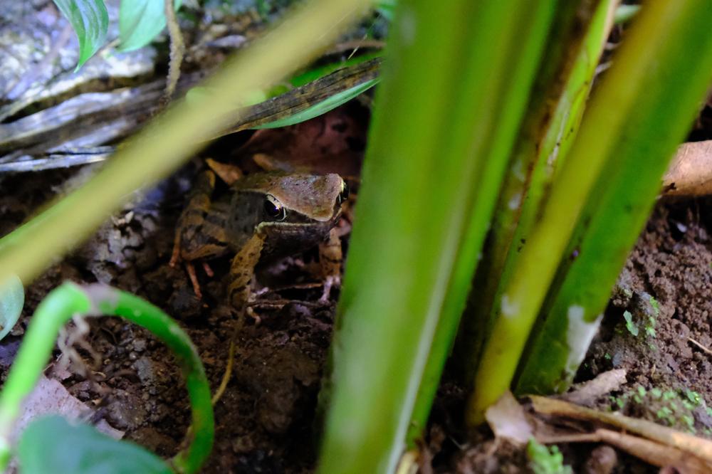 image COSTARICA_031.jpg