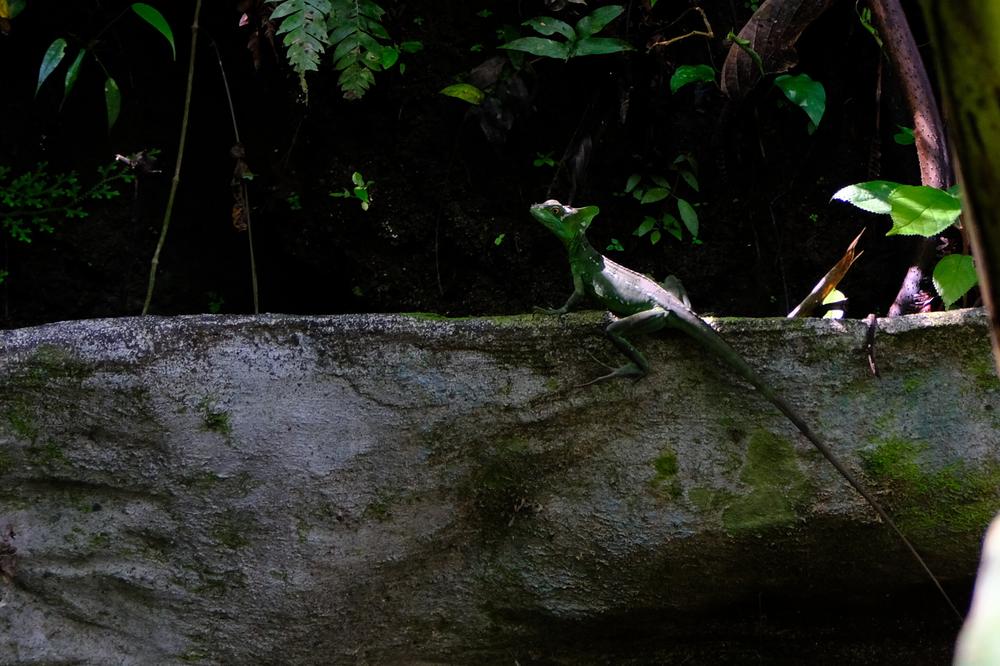 image COSTARICA_032.jpg