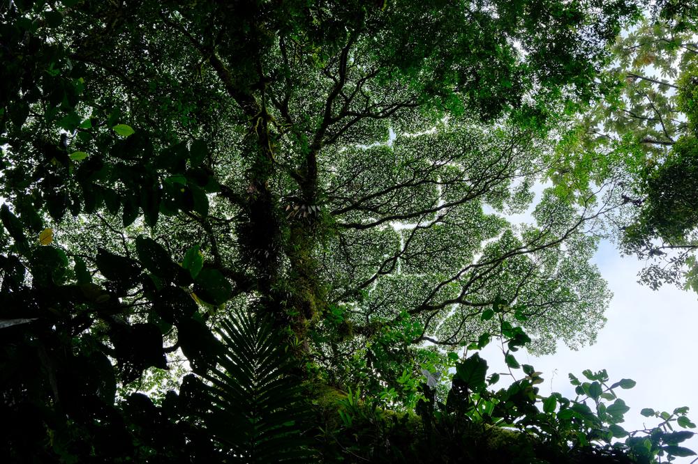 image COSTARICA_035.jpg