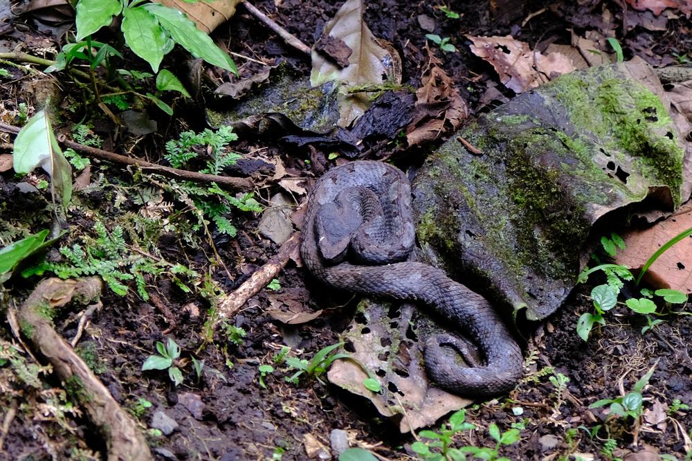 image COSTARICA_062.jpg