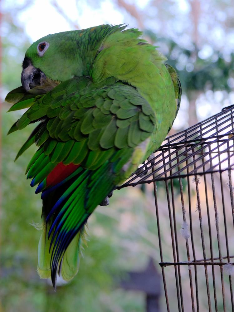 image COSTARICA_070.jpg