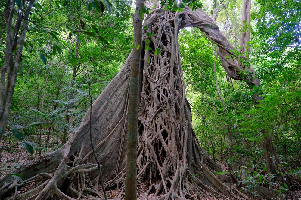 image COSTARICA_079.jpg