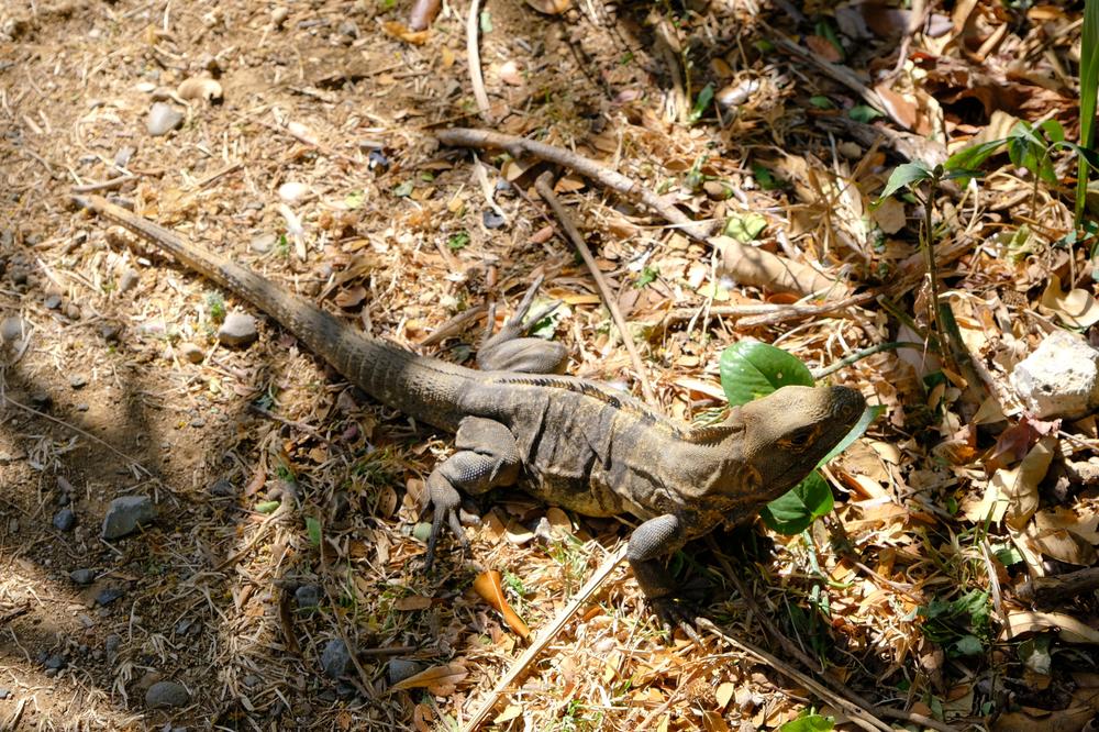 image COSTARICA_087.jpg