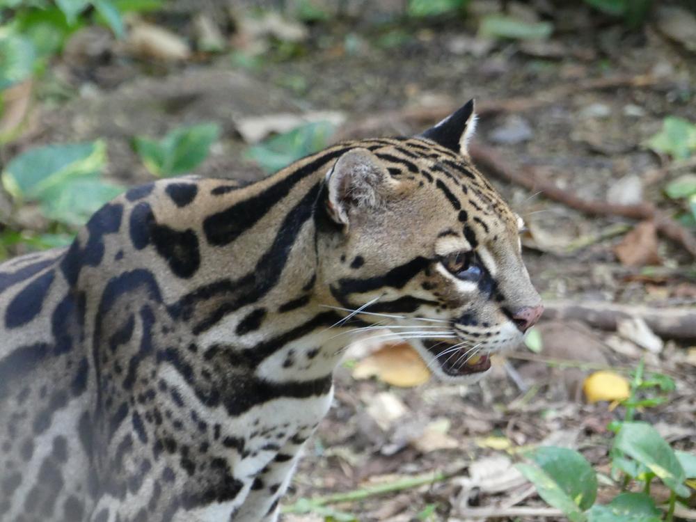 image COSTARICA_088.jpg