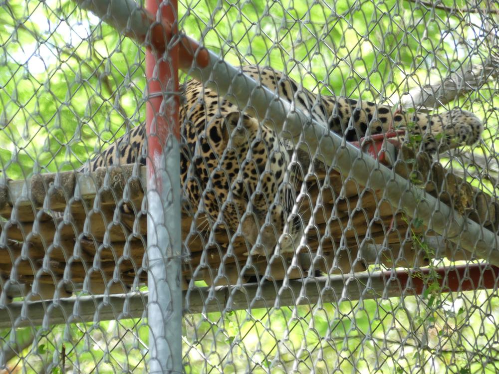 image COSTARICA_089.jpg