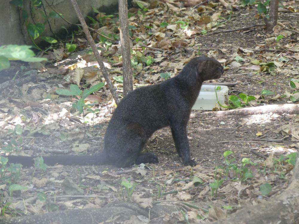 image COSTARICA_090.jpg