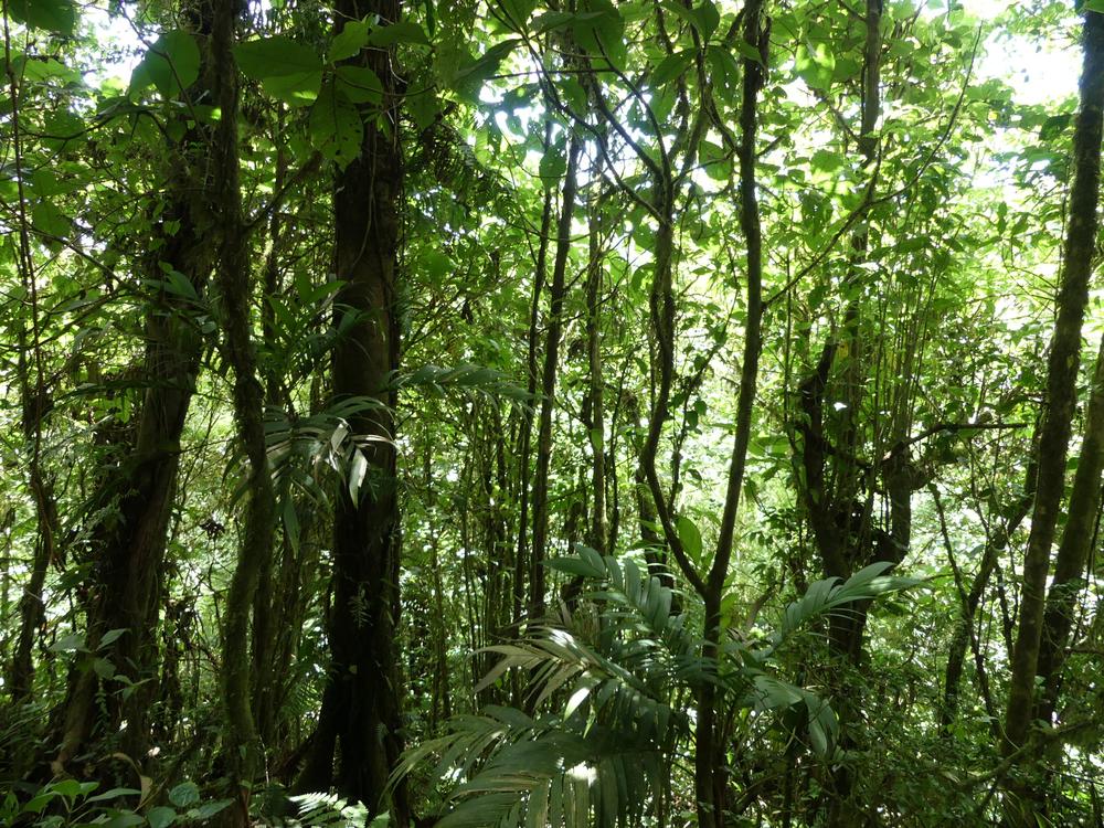 image COSTARICA_091.jpg