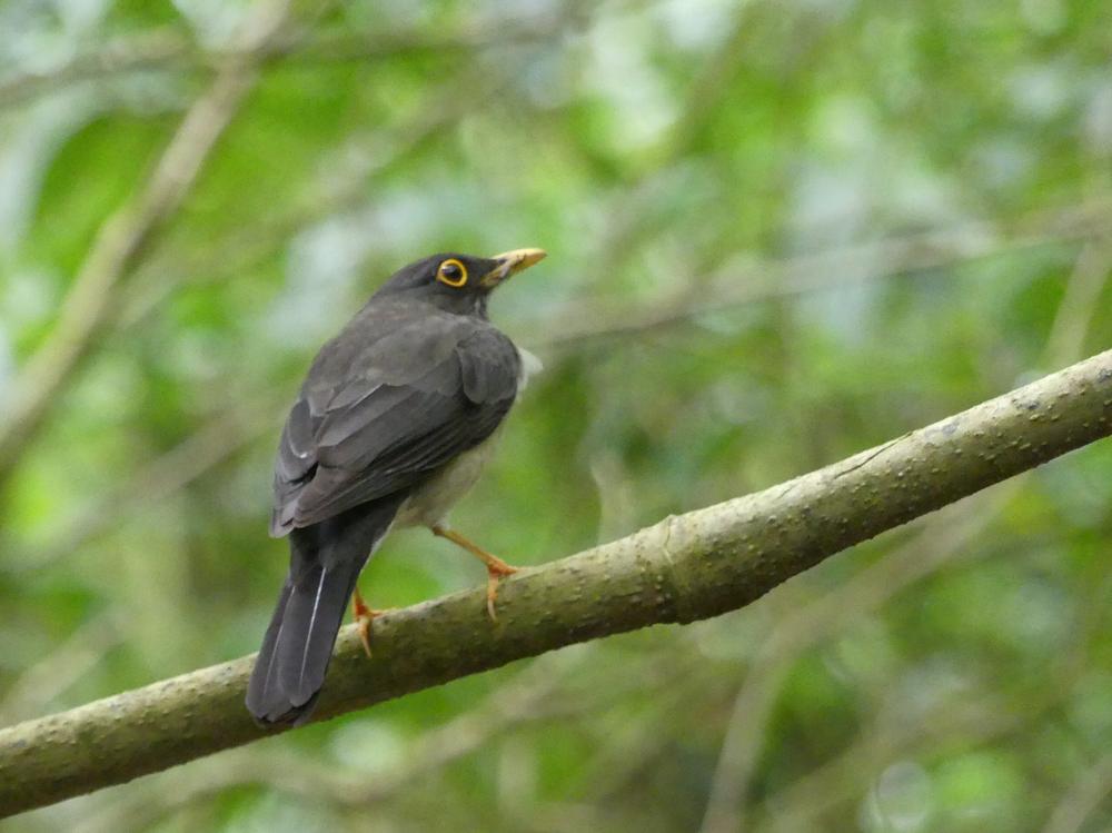 image COSTARICA_094.jpg