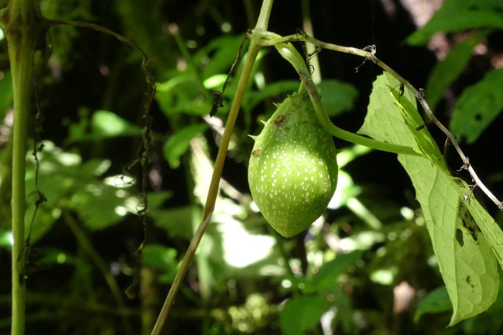 image COSTARICA_097.jpg