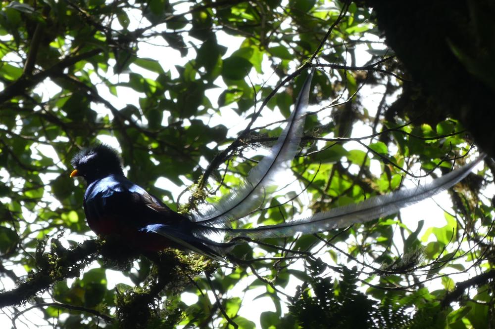 image COSTARICA_100.jpg
