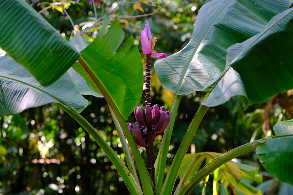 image COSTARICA_106.jpg
