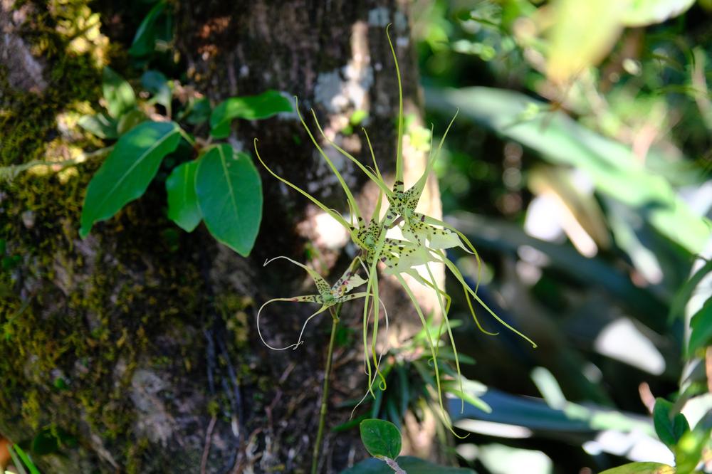 image COSTARICA_107.jpg