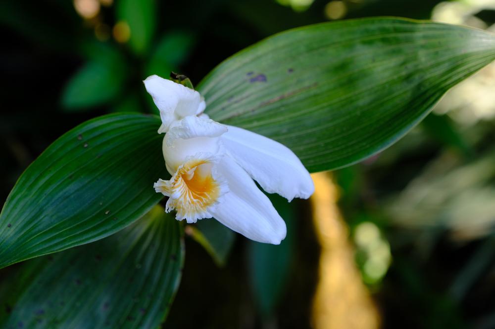 image COSTARICA_108.jpg