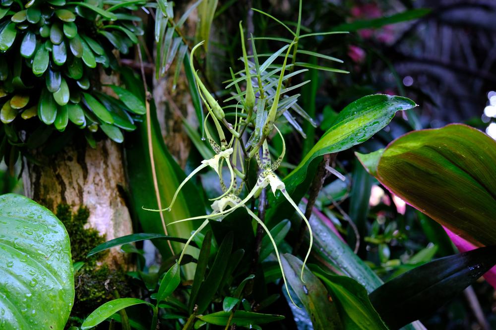 image COSTARICA_109.jpg