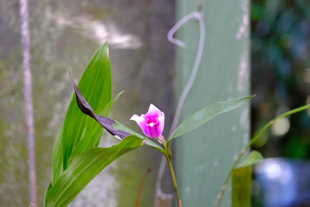 image COSTARICA_112.jpg