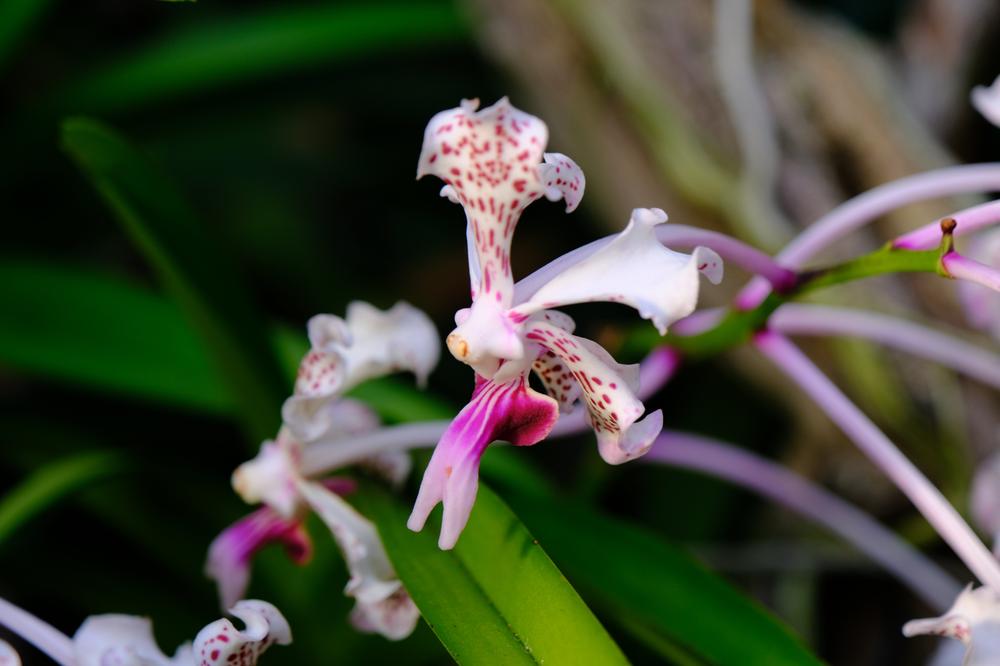 image COSTARICA_114.jpg