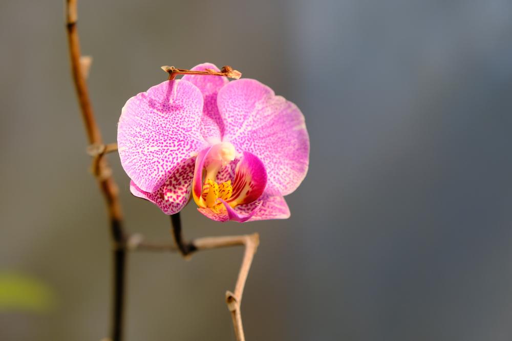 image COSTARICA_115.jpg