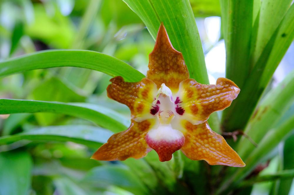 image COSTARICA_117.jpg