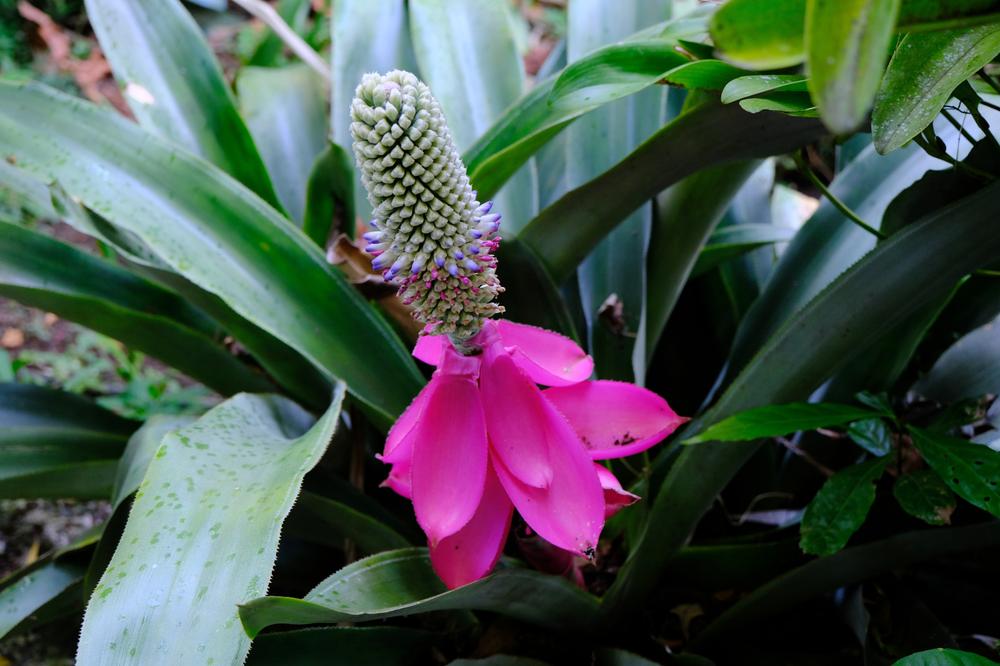 image COSTARICA_118.jpg