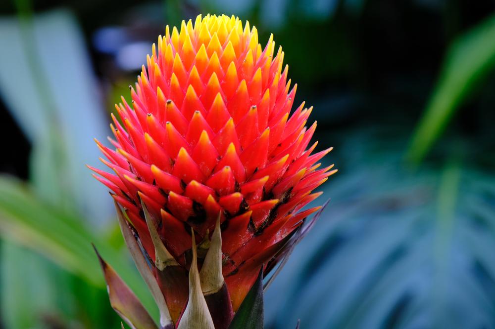 image COSTARICA_120.jpg