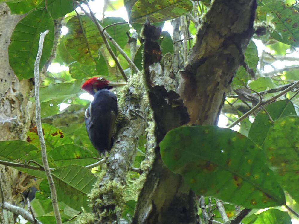 image COSTARICA_122.jpg