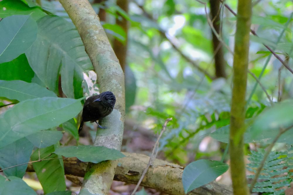 image COSTARICA_128.jpg