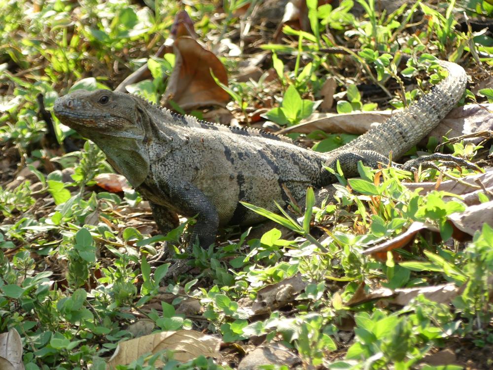 image COSTARICA_130.jpg