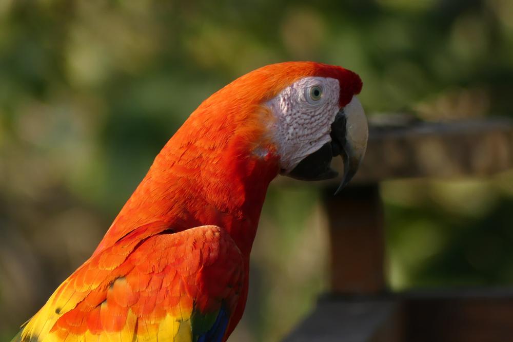 image COSTARICA_131.jpg
