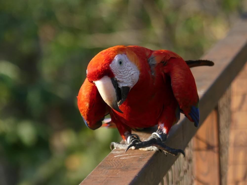 image COSTARICA_132.jpg