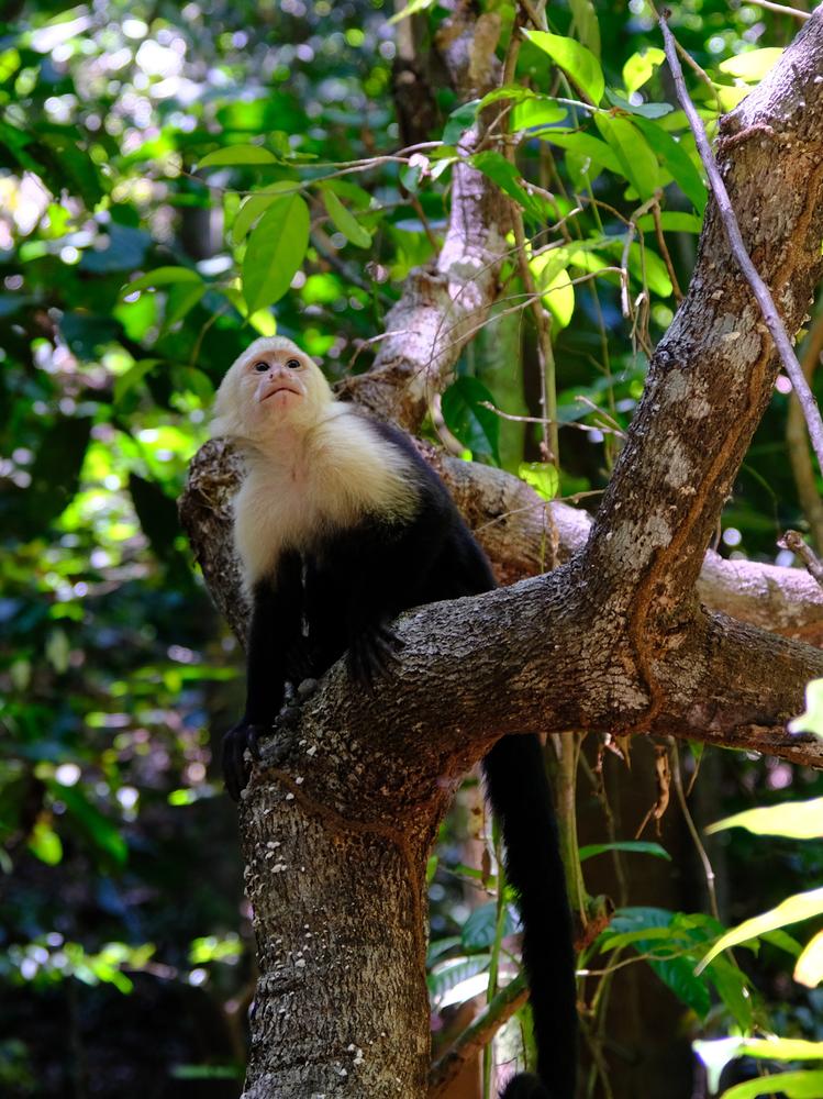 image COSTARICA_140.jpg