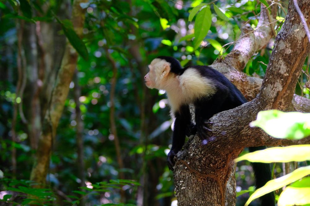 image COSTARICA_141.jpg