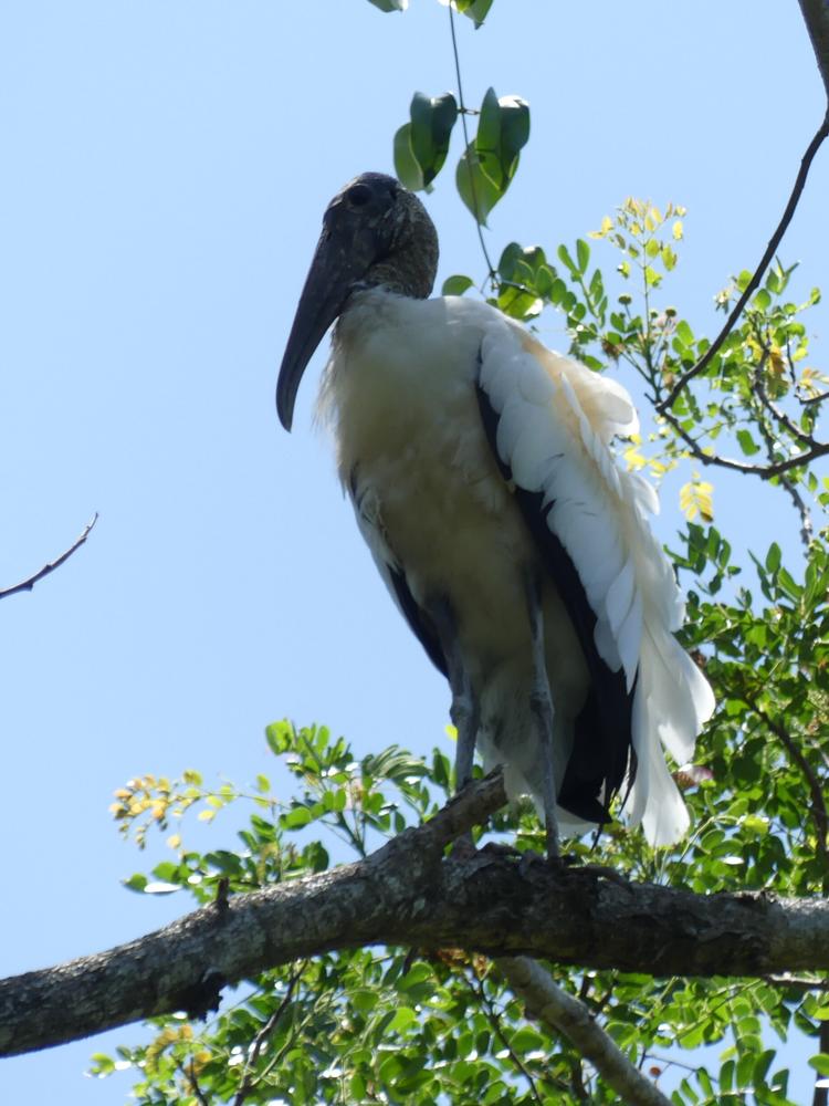 image COSTARICA_144.jpg