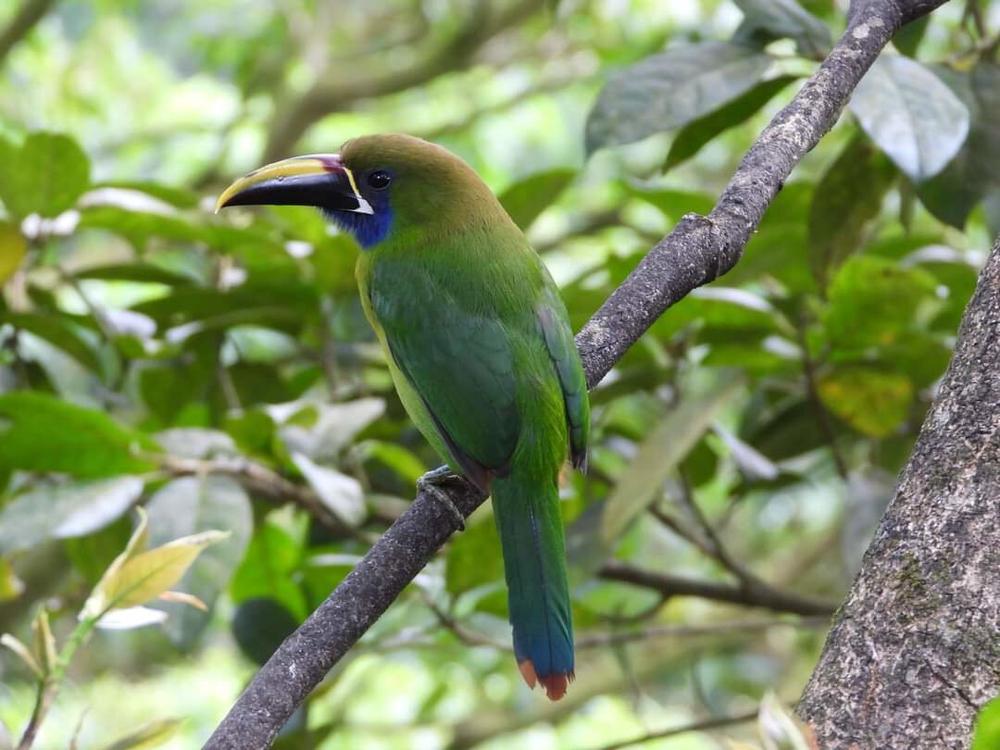 image COSTARICA_151.jpg