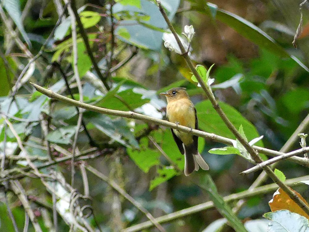 image COSTARICA_157.jpg