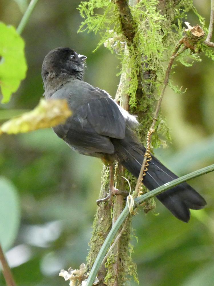 image COSTARICA_158.jpg