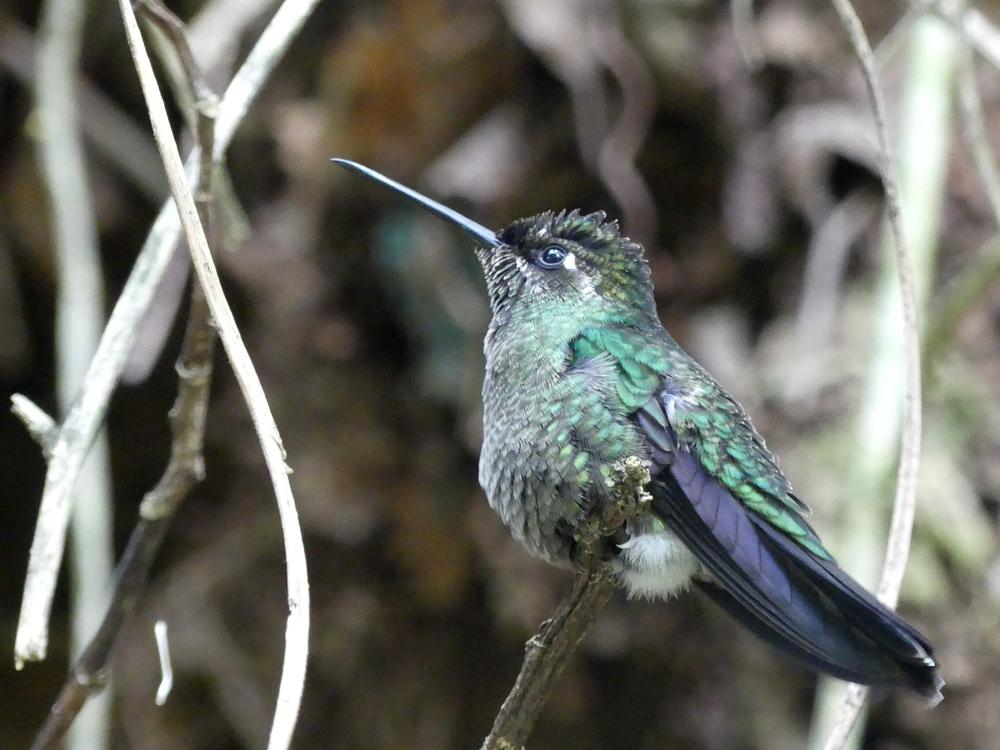 image COSTARICA_159.jpg