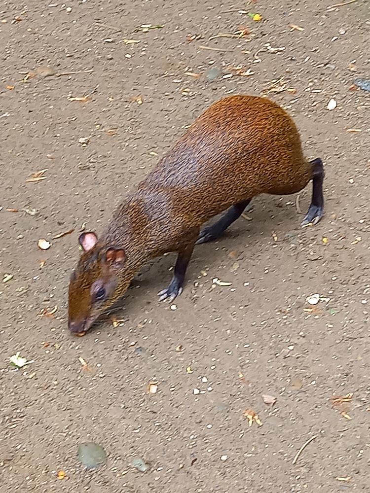 image COSTARICA_167.jpg