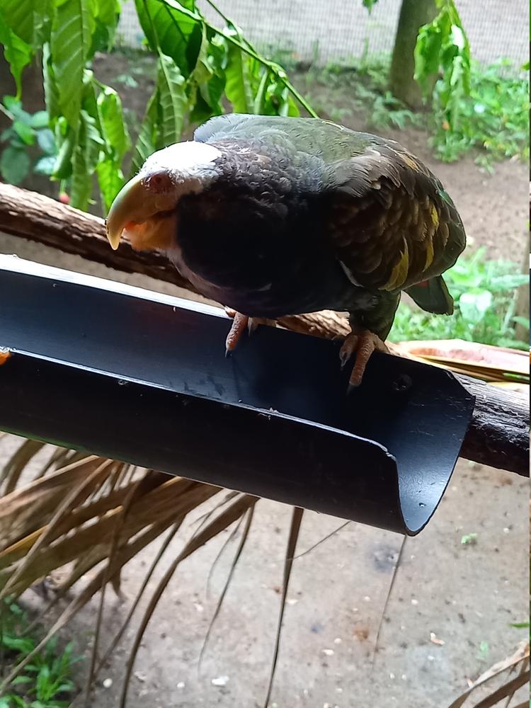 image COSTARICA_169.jpg