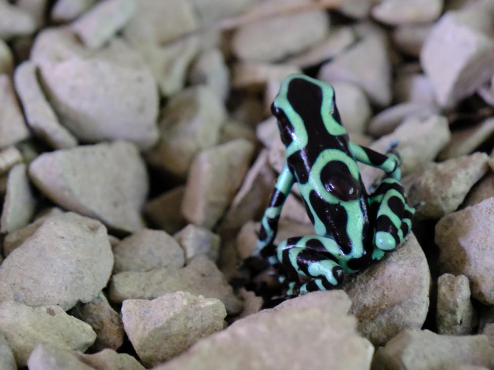 image COSTARICA_172.jpg