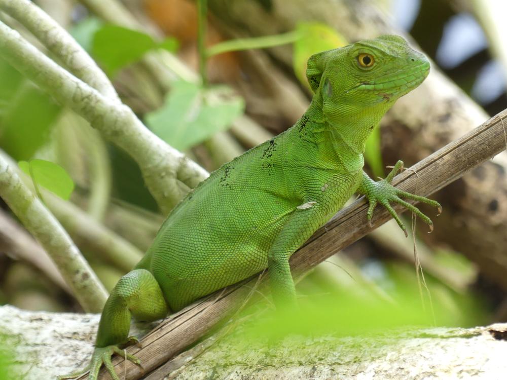 image COSTARICA_187.jpg