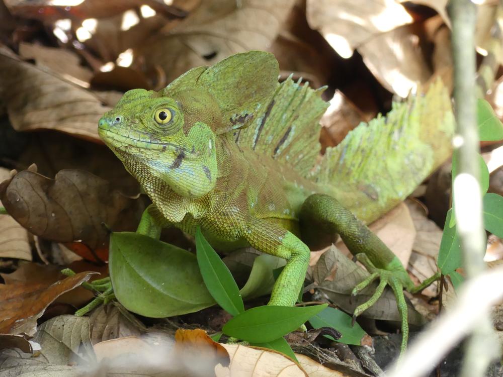 image COSTARICA_188.jpg