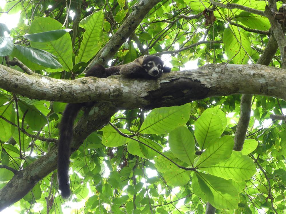 image COSTARICA_189.jpg