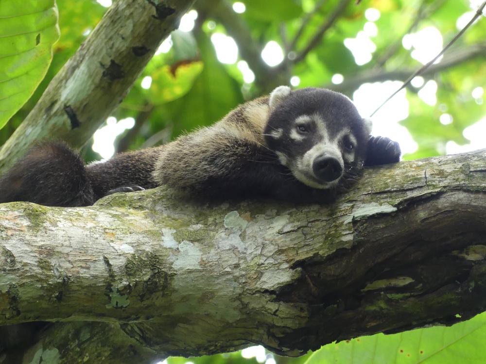 image COSTARICA_190.jpg