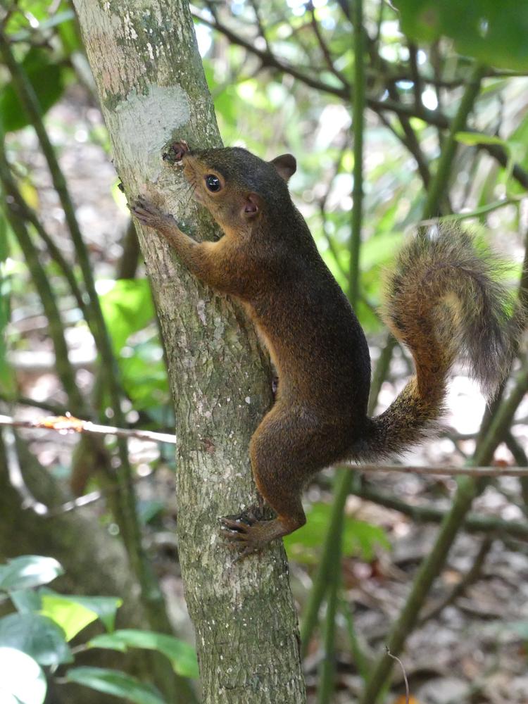 image COSTARICA_191.jpg